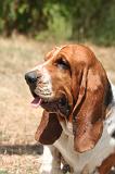 BASSET HOUND 175